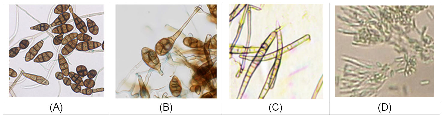 Figura 3: Espécies de alternárias (A e B), mancha-alvo (C) e mirotécio (D) isolados das folhas amostradas no campo.