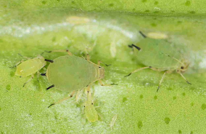 Genes elevam tolerância de Aphis spiraecola ao imidacloprido