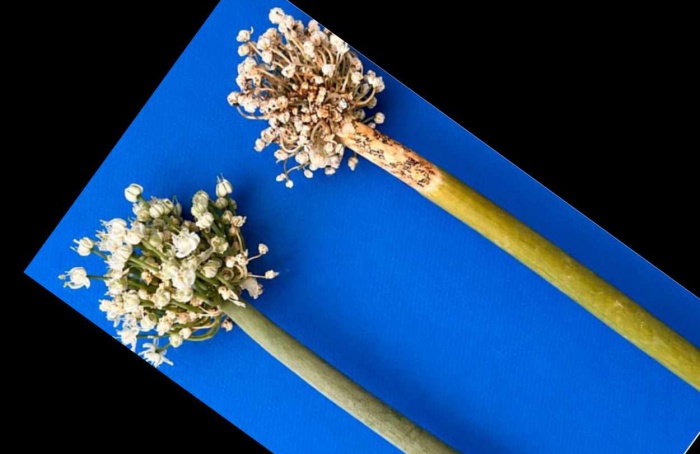 Fungo causa antracnose em hastes florais de cebola