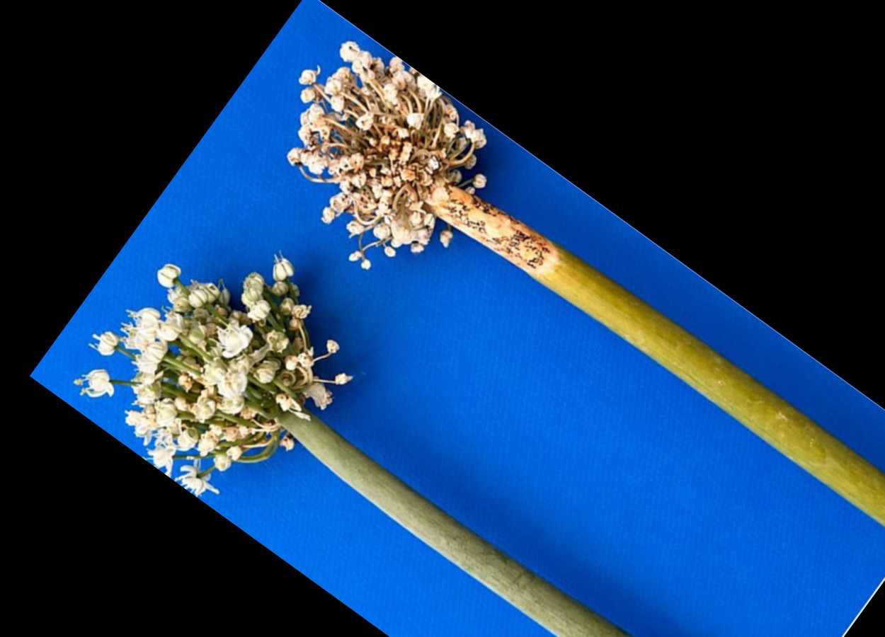 Fungo causa antracnose em hastes florais de cebola