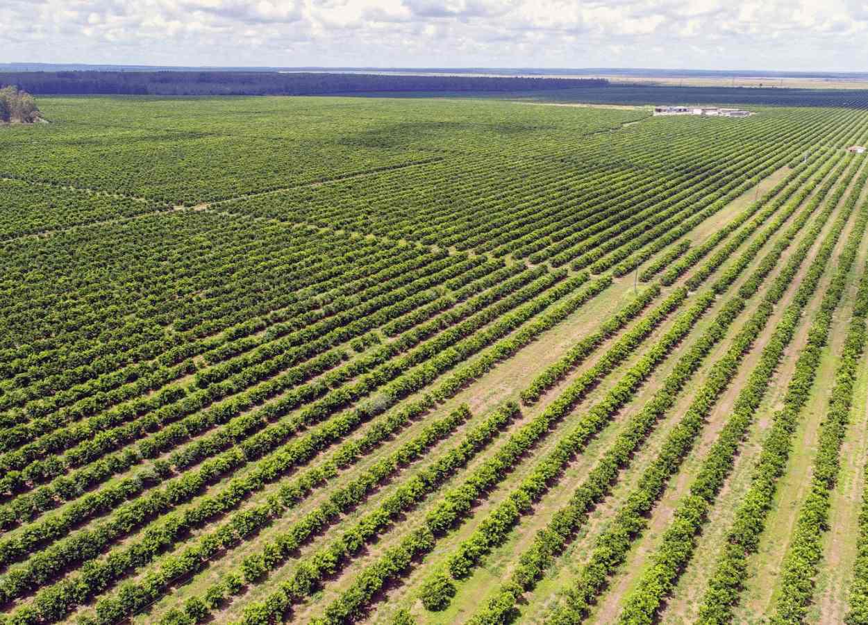 Empresa sergipana cultiva laranja em área antes plantada com eucalipto