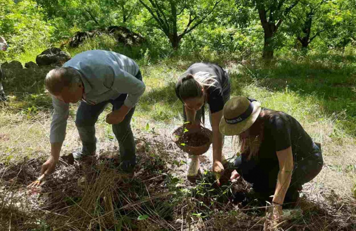 Trufas reforçam diversificação e renda no interior do RS