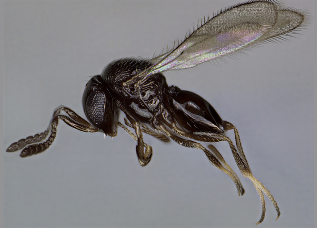 Foto:&nbsp;doi.org/10.1038/s41598-021-93510-3