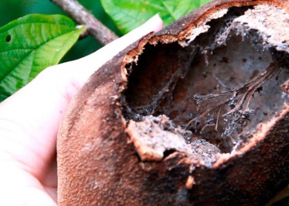 Podas drásticas reduzem ataques de vassoura-de-bruxa em cupuaçuzeiros