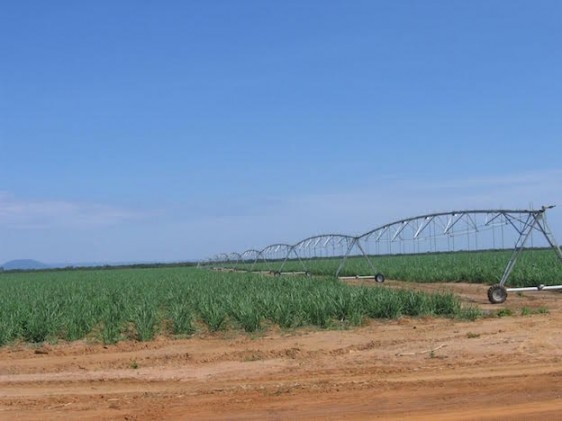 Safra mineira de cana-de-açúcar é de 53,3 milhões de toneladas