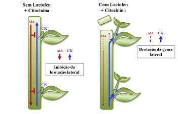 Figura 4. Modelo hipotético dos efeitos de citocinina e lactofen na brotação das gemas laterais de soja.