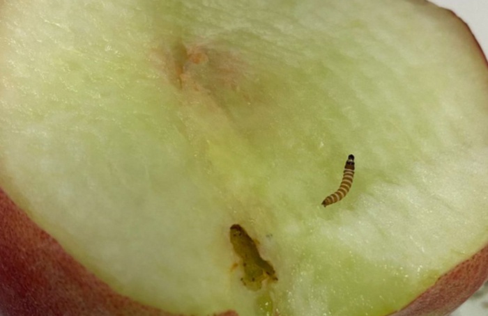 Praga interceptada em Guarulhos tem potencial de dano imprevisível para a fruticultura nacional