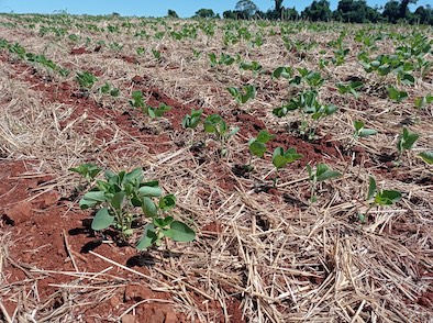 Clima dificulta avanço na semeadura da soja que chega a 93% no RS
