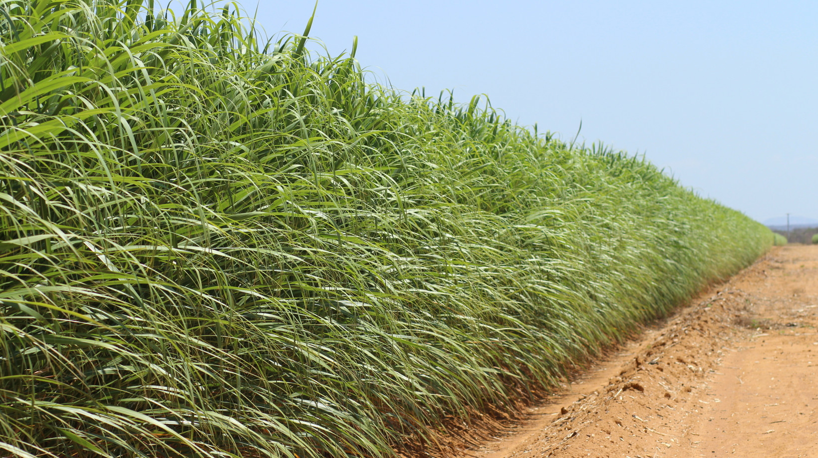 Drip irrigation allows mapping of increased productivity in sugarcane fields