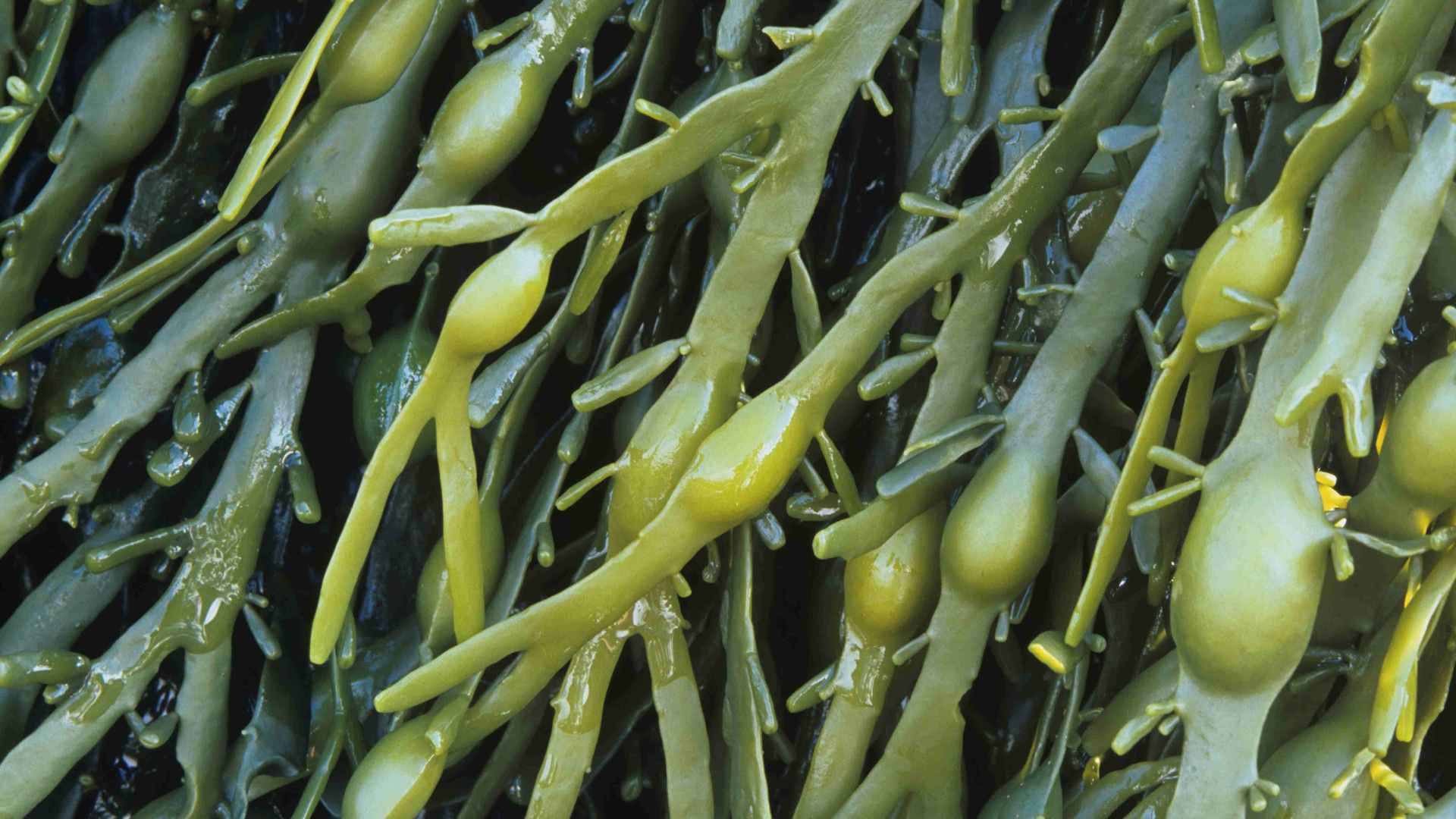 Canadian company Acadian Plant Health presents the algae "Ascophyllum nodosum" to the Brazilian market
