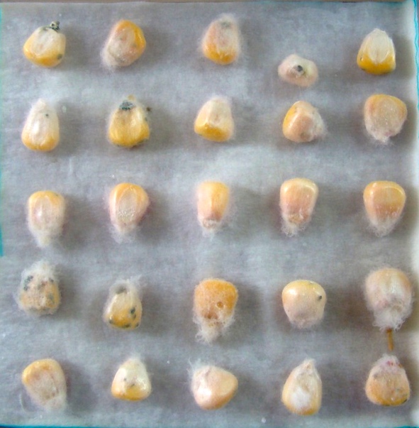 Sanidade de sementes, transmissão e patogenicidade de fungos associados a genótipos de milho