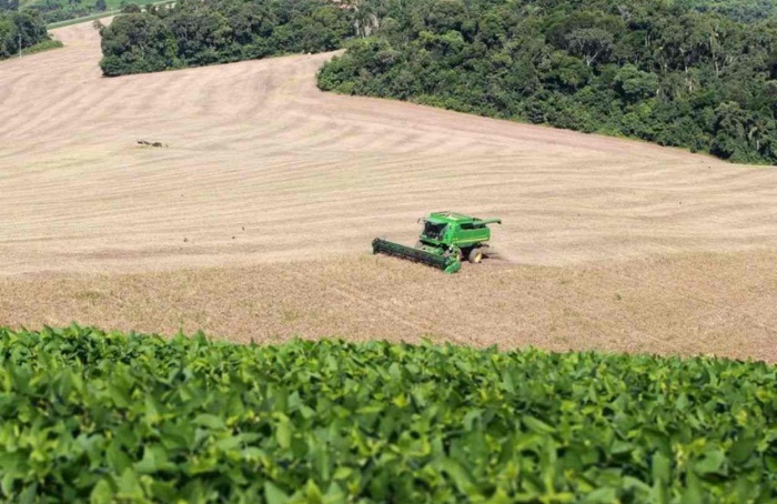 PR Safra 2025/26: feijão reage nos preços e orienta decisões