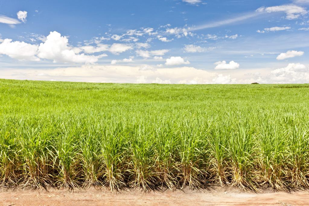 Basf apresenta tecnologia para cana-de-açúcar na 20ª Feacoop