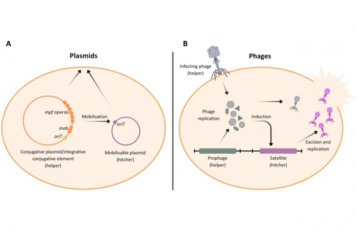 Sistema imunológico bacteriano molda microbiomas