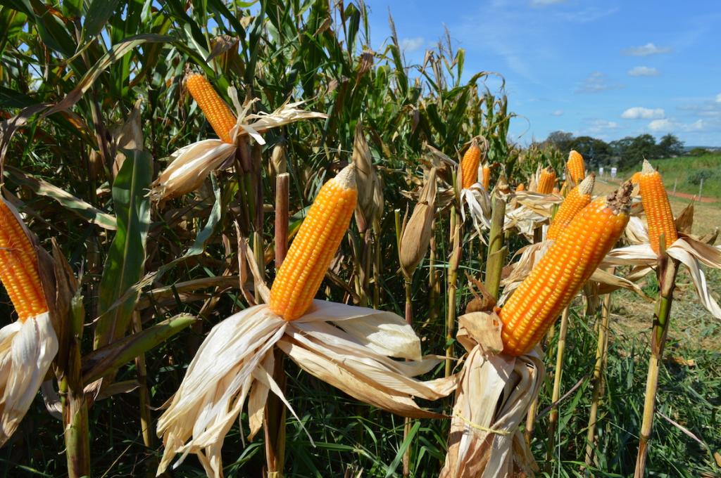 Açúcar natural diminui efeitos da seca na cultura do milho