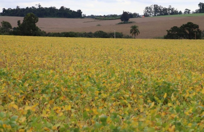 Soybean harvest advances in Rio Grande do Sul