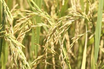 Soja em rotação com arroz impulsiona produtividade de seis toneladas no Sul do Brasil