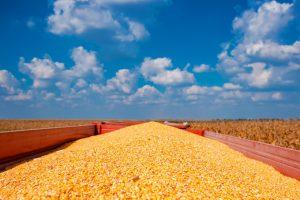 Aprosoja/MS atualiza dados de produção da área de milho 2ª Safra 2020