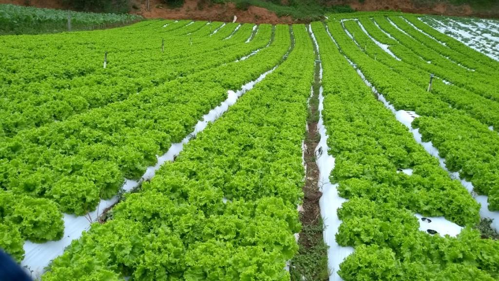 Nurseryman invests in rustic lettuce that is resistant to early bolting