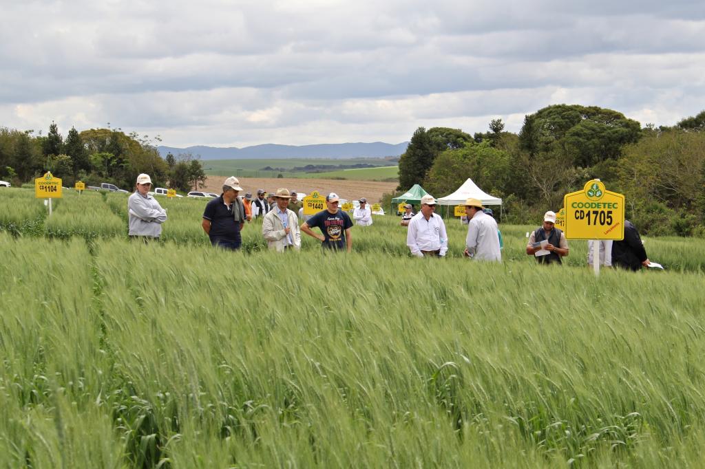 ​TecTrigo lança cultivar de alto rendimento em Castro, PR