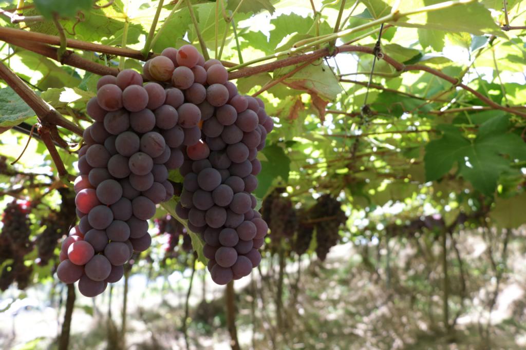 Variedades precoces de uva começam a ficar maduras no RS