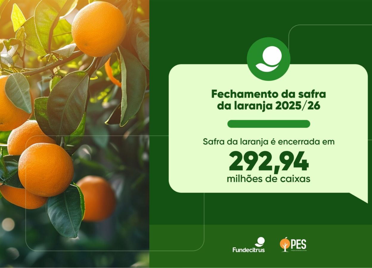Safra de laranja 2025/26 fecha abaixo da projeção inicial