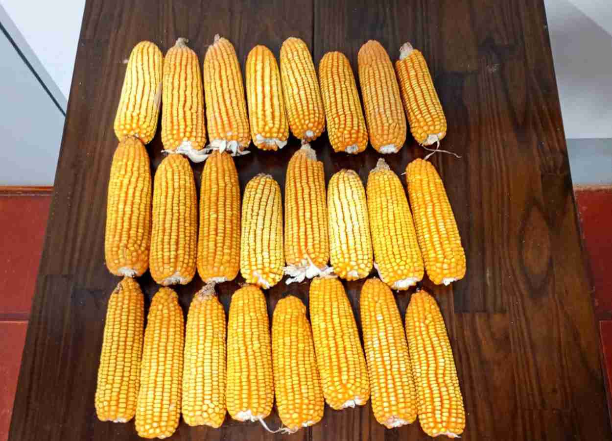 Pseudomonas fluorescens eleva a produtividade do milho de segunda safra