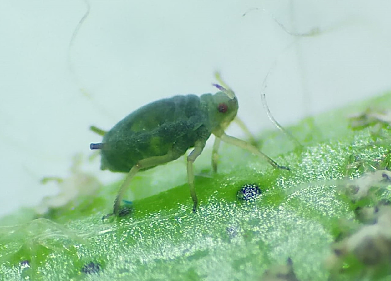 <i>Aphis gossypii</i>&nbsp;- Foto: Sebastião Araújo