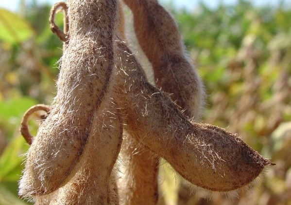 Dia de Campo em Pelotas discute soja e manejo de plantas daninhas