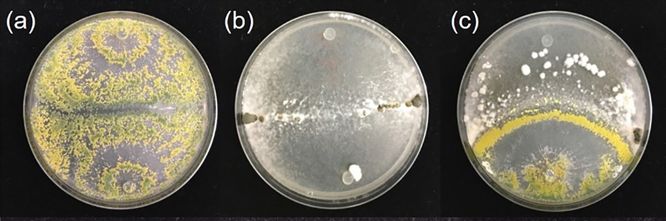 Ensaios de confrontação de cultura dupla de <b>(a) </b>cepa autodesafiada de <i>Trichoderma hamatum</i> GD12; <b>(b)</b> <i>Sclerotinia sclerotiorum</i> autodesafiada <b>(c)</b> cocultura de <i>S. sclerotiorum</i> (acima) e <i>T. hamatum</i> GD12 (abaixo) - doi.org/10.1111/1758-2229.70192