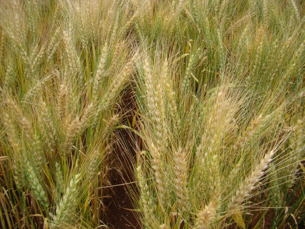 Dia de campo de trigo é plataforma para lançamento de cultivar