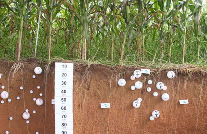 Novo modelo calcula dinâmica de carbono na agricultura tropical