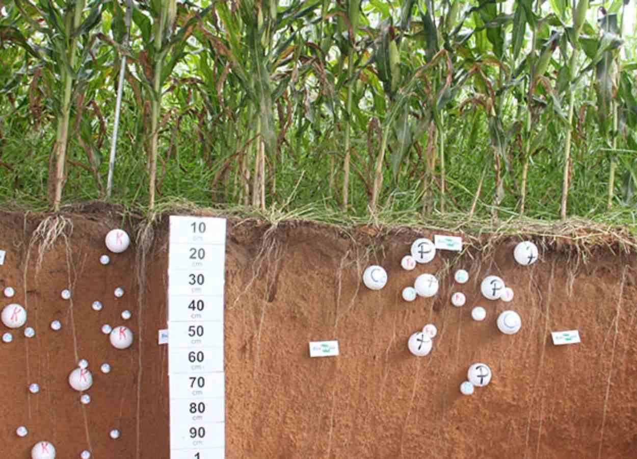 Novo modelo calcula dinâmica de carbono na agricultura tropical