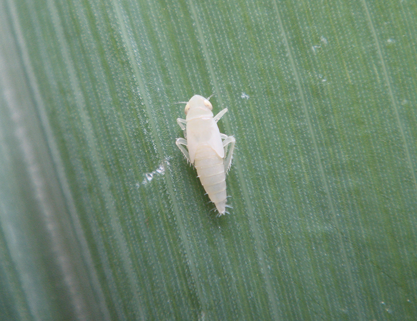 Foliar fertilizer helps control corn leafhopper
