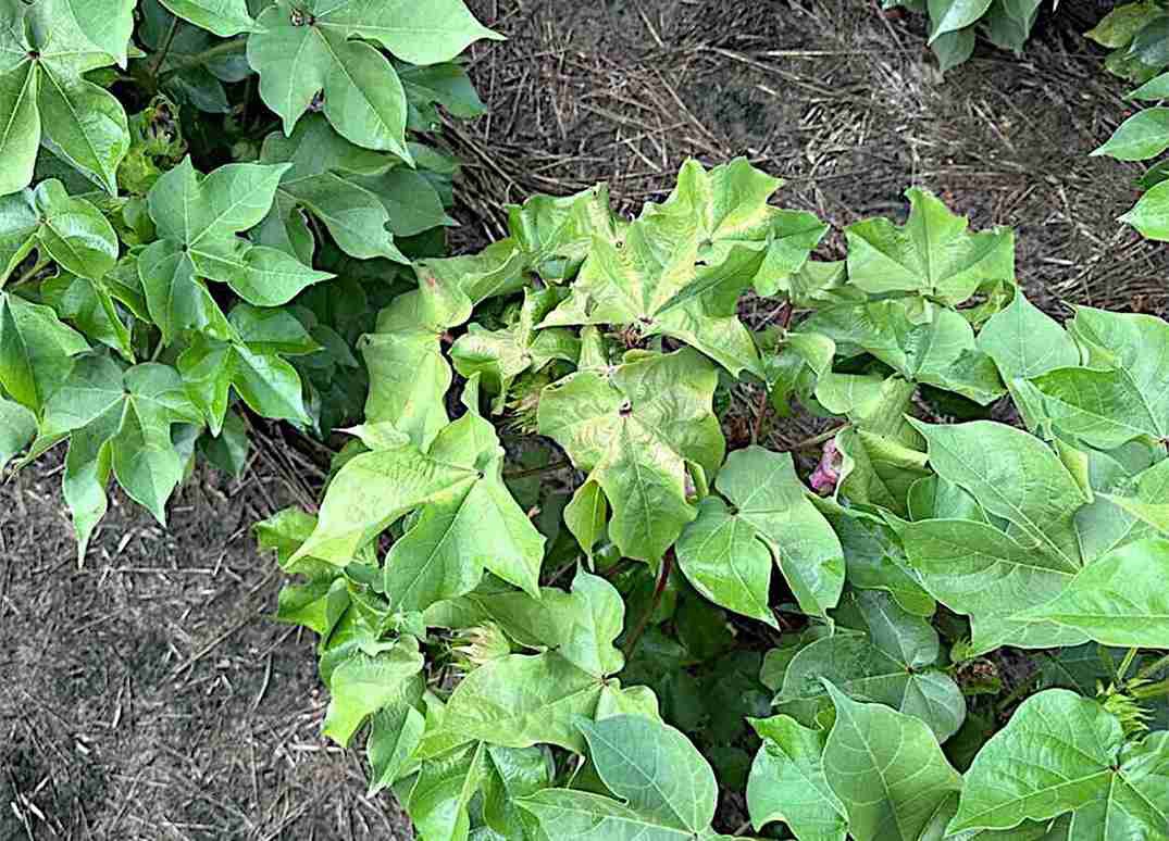 Vírus do algodão circulou nos EUA por quase 20 anos sem detecção