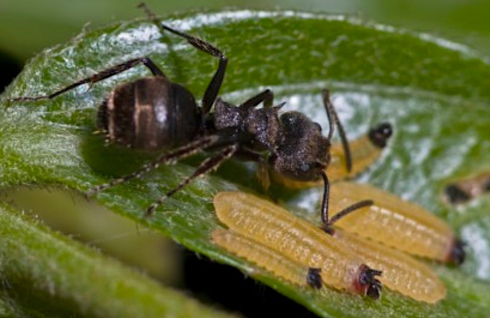 Interação entre lagartas e formigas é específica, indica estudo