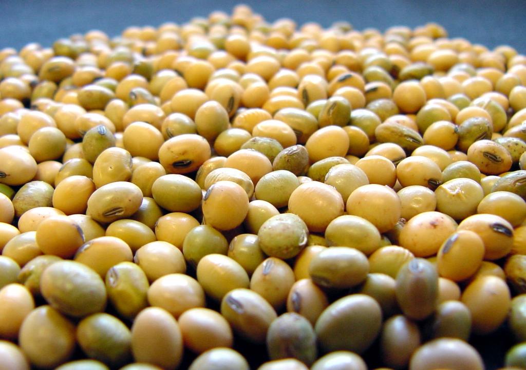 Embrapa Soja alerta sobre elevado índice de sementes de soja esverdeadas