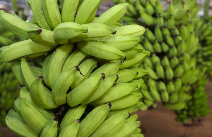 Circuito debate o potencial da bananicultura no Sul de Minas