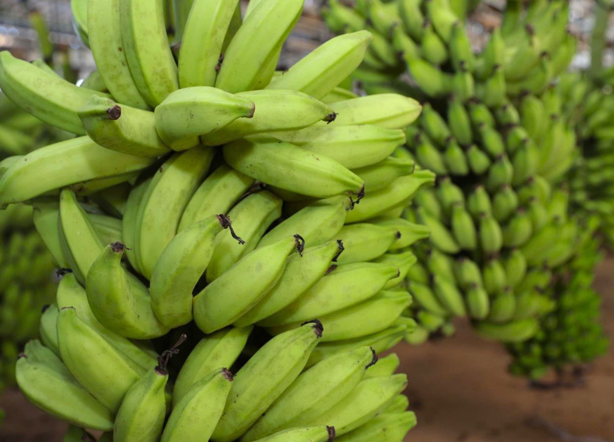 Circuito debate o potencial da bananicultura no Sul de Minas