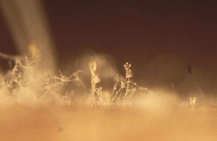Fungos usam proteínas antigas para atacar plantas e microbiomas