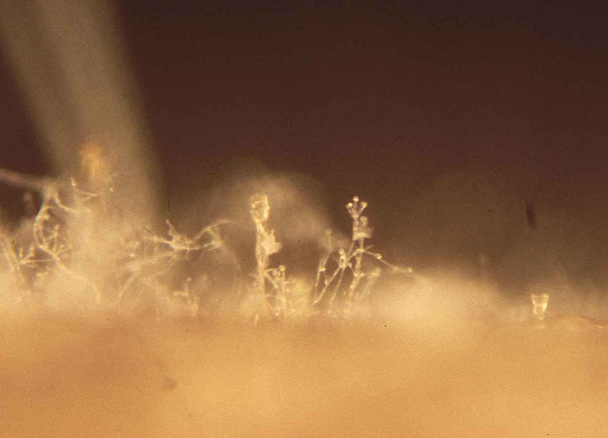Fungos usam proteínas antigas para atacar plantas e microbiomas