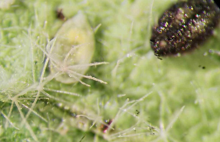 Mosca-branca sobrevive ao parasitismo, mas paga preço reprodutivo