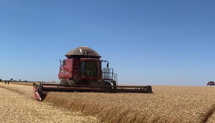 Produtor de Goiás obtém recorde nacional de produtividade de trigo