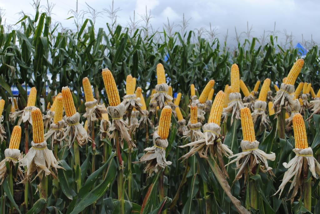 Colheita da segunda safra de milho limita aumentos