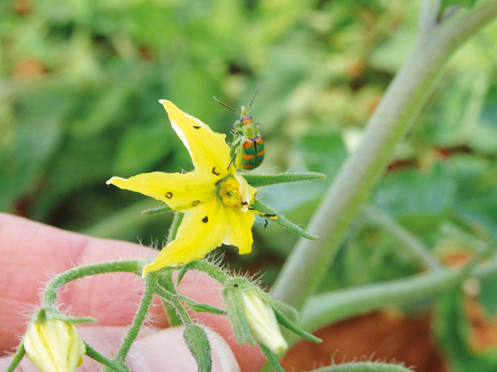 Flor de tomateiro atacada por adulto de vaquinha.