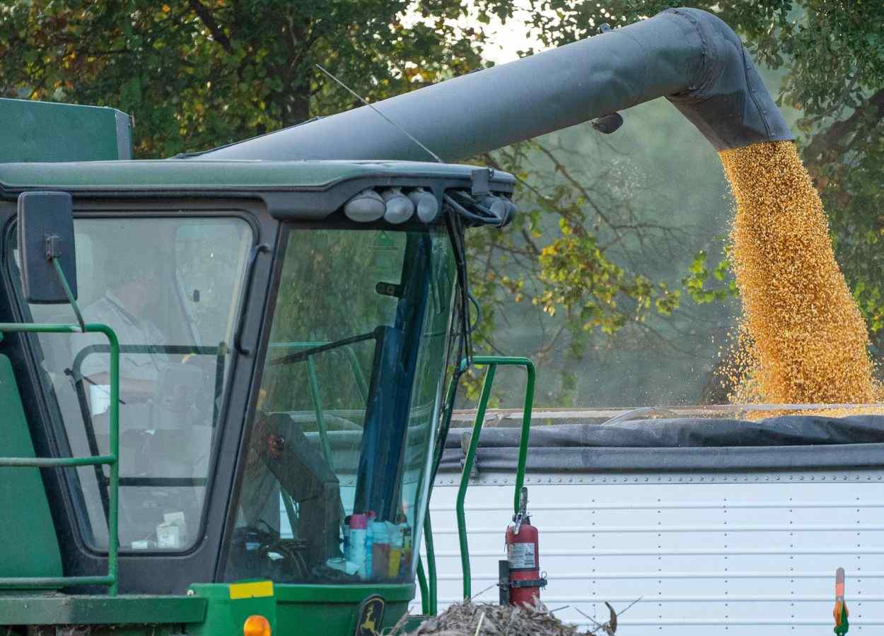 Die ertragreichsten Wintermaissorten werden am 26. bekanntgegeben.