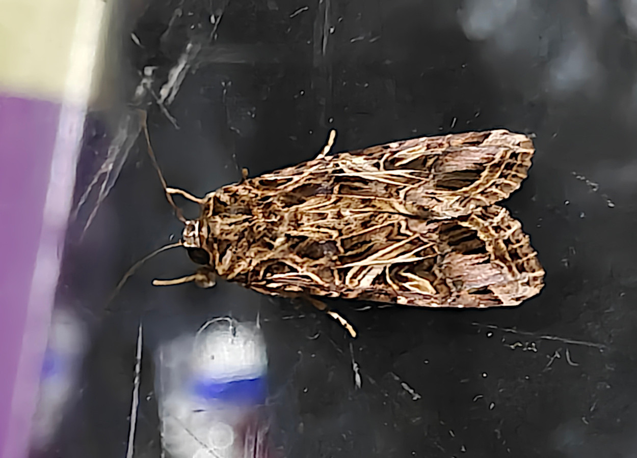 Foto:&nbsp;Tejal Jadhav / iNaturalist - CC BY-NC 4.0