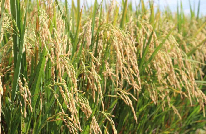 Zarc aponta 80% de chance de sucesso para plantio de arroz irrigado em grande parte do Tocantins