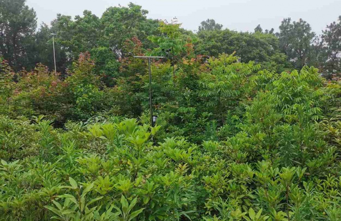 Biodiversidade impulsiona crescimento florestal