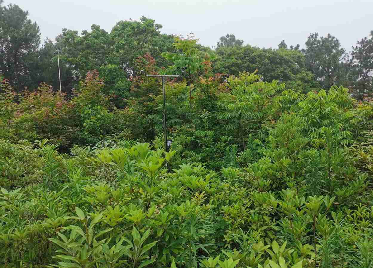 Biodiversidade impulsiona crescimento florestal